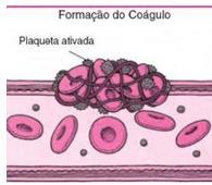 Vida média dos glóbulos brancos Plaquetas ou trombócitos: Formação do coágulo Plaqueta ativada