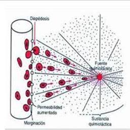 habilidade para combater microrganismos Macrófagos nos tecidos: Combatem eficazmente agentes infecciosos Neutrófilos e monócitos podem passar através dos poros dos vasos sanguíneos por