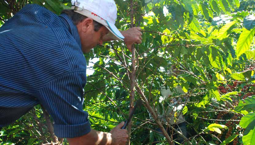 12 Artigo Cafeicultura Sustentável A importância do pequeno produtor para o setor cafeeiro O pequeno produtor da cadeia agropecuária desempenha um papel tão importante no Brasil que o sistema é