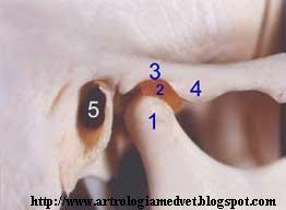 ANATOMIA Fibrocartilagem A fibrocartilagem Camada articular; é mais resistente e possui Camada maior capacidade