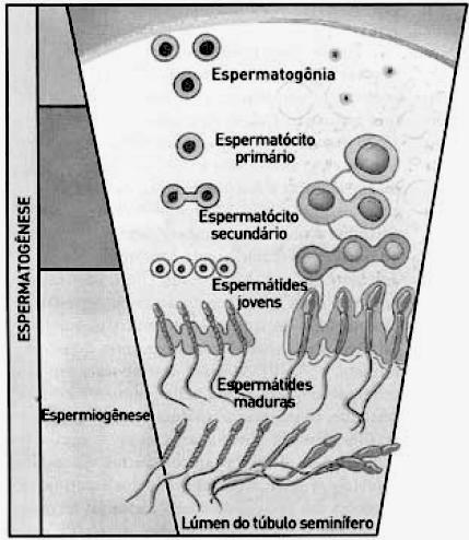 c) no período IV, ocorre a espermiogênese, em que as espermátides sofrem mitose e originam os espermatozoides.