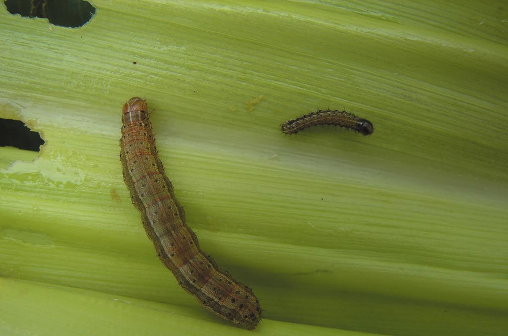A lagarta (Figura 9) completamente desenvolvida mede cerca de 40 mm, tem coloração variável de pardo-escura, verde até quase preta e com um característico Y invertido na parte frontal da cabeça.