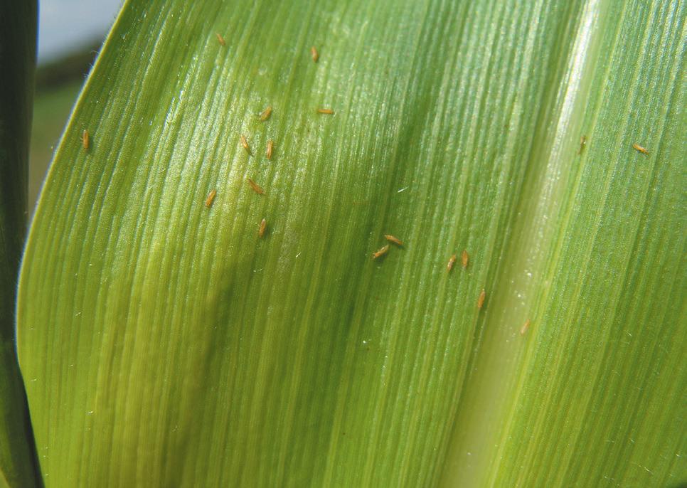 Figura 16. Folha de milho infestada pelo tripes do milho.