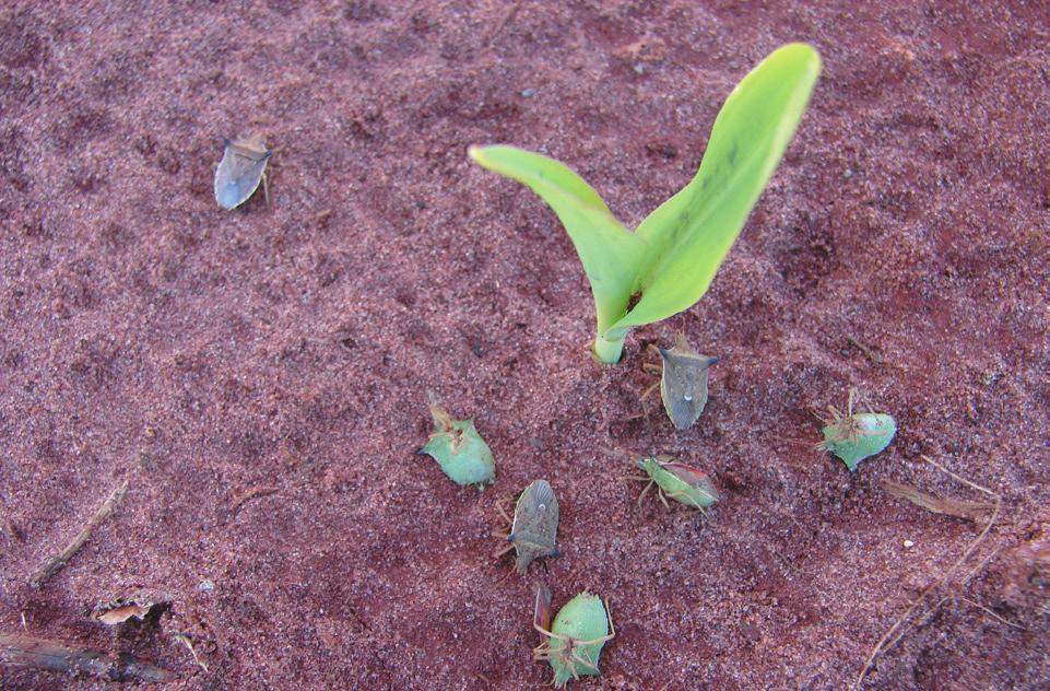 O uso de inseticidas no tratamento de sementes têm se apresentado como alternativa de controle, no entanto sua utilização isolada é insuficiente para a supressão desta praga.