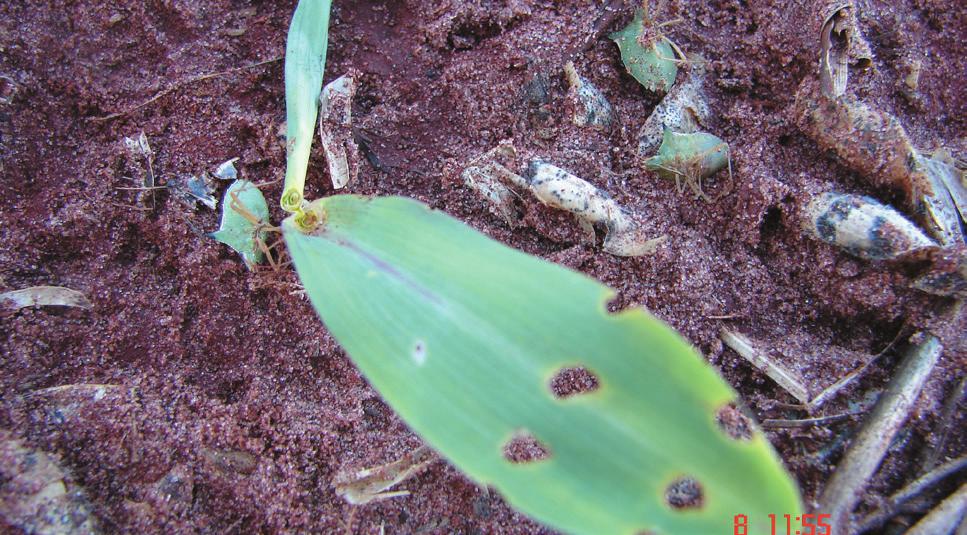 Há duas espécies de percevejos conhecidos por barriga-verde na cultura do milho safrinha, Dichelops furcatus (F.) e Dichelops melacanthus (Dallas). São espécies muito semelhantes, mas D.