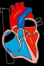 Como funciona o coração?