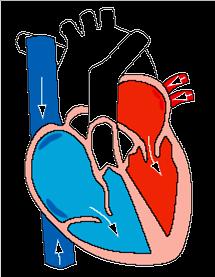 Como funciona o coração?