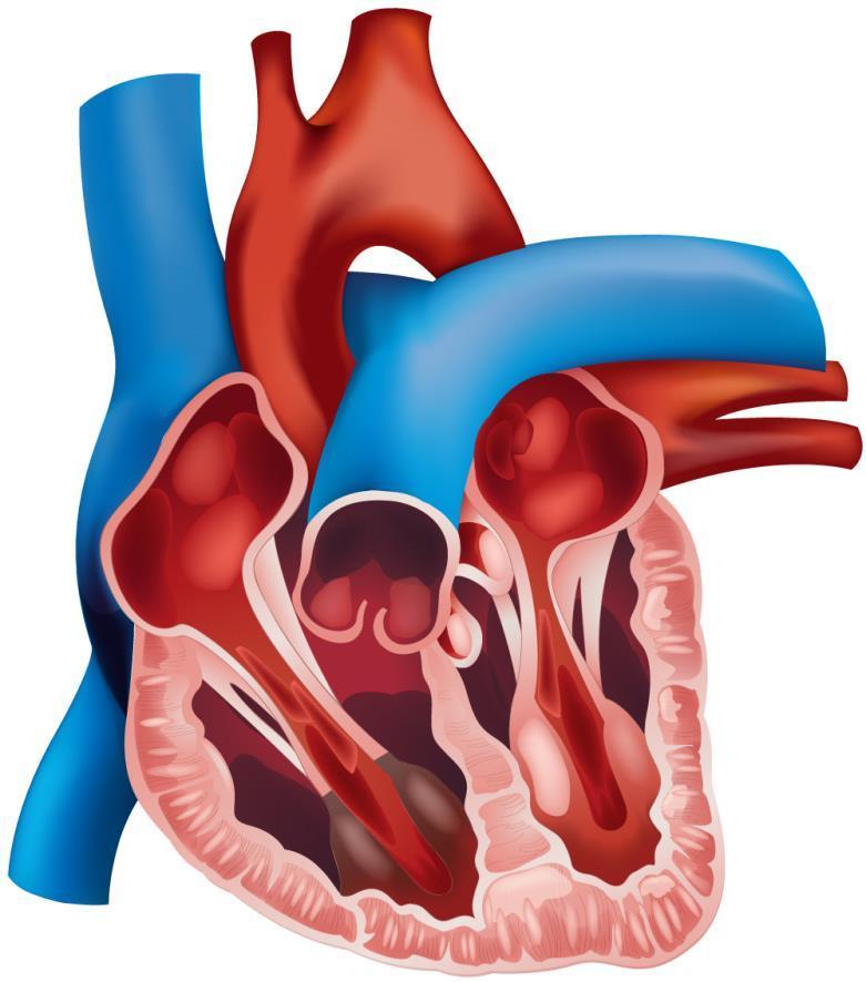 Coração: válvulas Válvula semilunar da