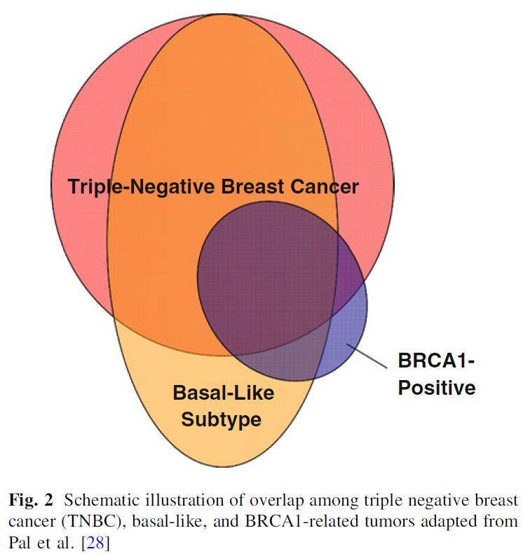 1 INTRODUÇÃO 9 Figura 2 Imagem esquemática da sobreposição entre tumores triplo negativos, basalsímile e BRCA1 positivos (Pal SK, Mortimer J.