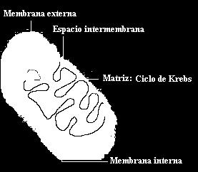 Mitocôndria Espaço intermembrana