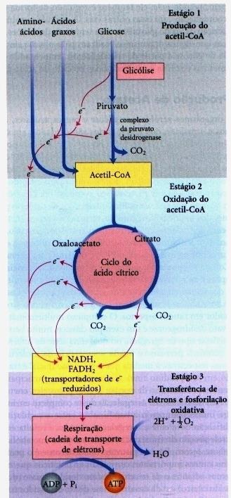 Todas as etapas enzimáticas na degradação oxidativa dos carboidratos, gorduras e aminoácidos nas céls aeróbicas convergem para esta