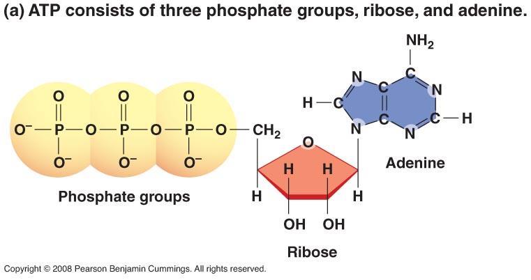 A importância do ATP reside na grande quantidade de energia livre que acompanha a quebra das suas ligações fosfoanidrido.