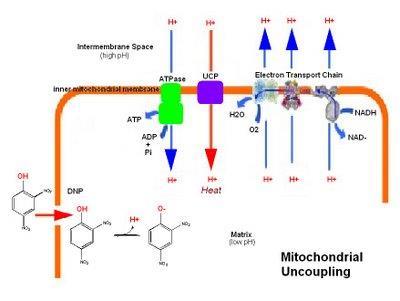 Desacopladores da cadeia respiratória DEsacopladores: substancias que abrem poros na membrana mitocondrial