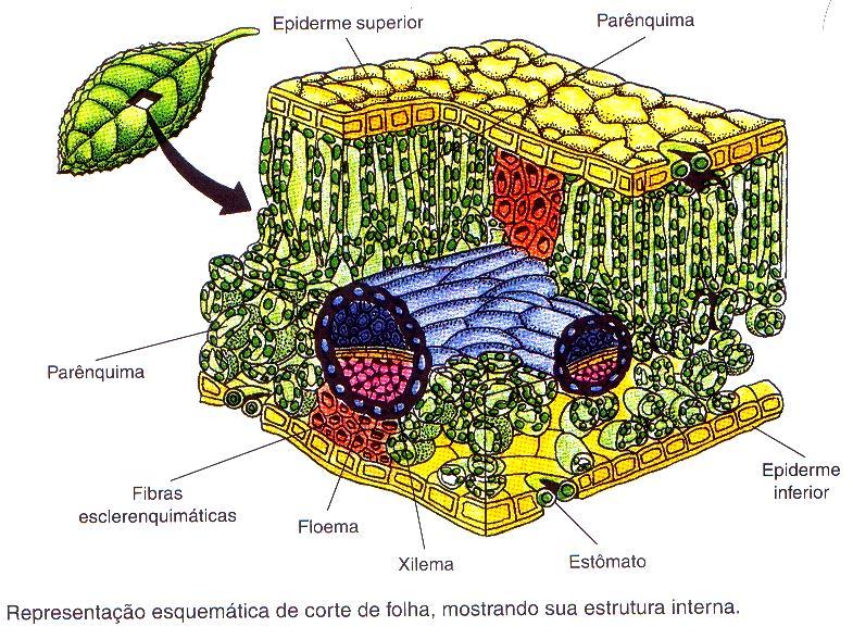 Histologia Vegetal 2) Tecidos vegetais II.