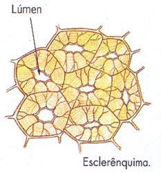 qual promove impermeabilização e rigidez ao tecido. Obs.: A impregnação por lignina causa a morte da célula.