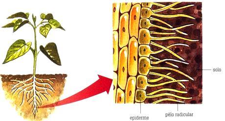 Histologia Vegetal 2) Tecidos vegetais e) Epiderme (tecido vivo) Epiderme das raízes Possui pêlos