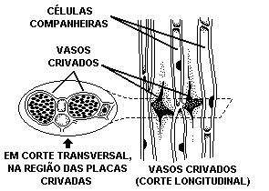 Histologia Vegetal (UFRJ-2000)Sobre o esquema a seguir são feitas algumas afirmativas: I) O esquema representa o tecido vegetal de sustentação.