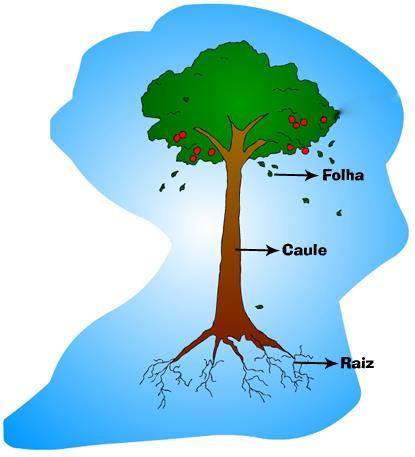 Organologia Vegetal 1) Introdução É a parte da biologia que estuda o conjunto de órgãos que formam o corpo da planta. Os principais órgãos vegetais são: I. Raiz II. Caule III.