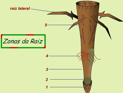 Organologia Vegetal 2) Órgãos da planta A) Raiz Colo Região de transição entre raiz e caule.