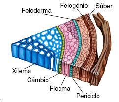 Felogênio (meristema secundário) Forma súber (cortiça) para fora (tecido morto) Forma feloderme
