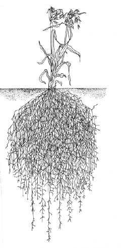 Organologia Vegetal 2) Órgãos da planta II) Quanto ao habitat Subterrâneas a) Axial ou Pivotante (Dicotiledôneas): Possui uma raiz principal de onde partem raízes laterais.