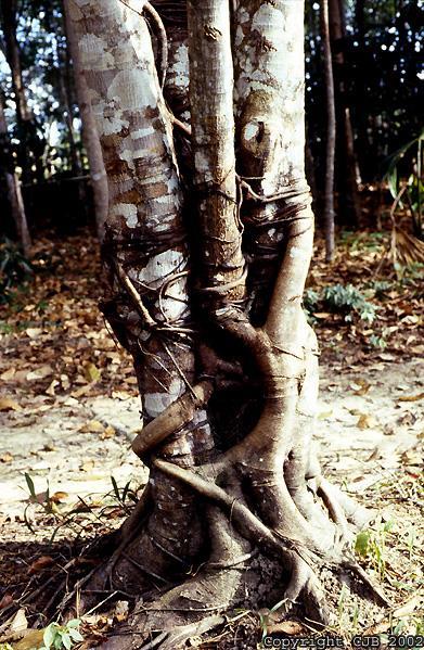 vegetal estrangulando-o.