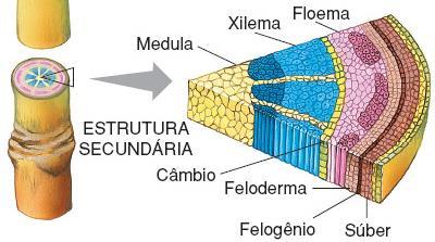 2) Órgãos da planta B) Caule - Crescimento secundário Dicotiledôneas e Gimnospermas Câmbio vascular (meristema secundário) Surge