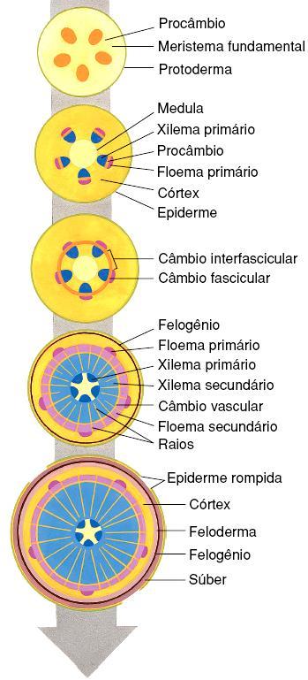 secundário para fora Forma xilema secundário para dentro Felogênio (meristema secundário) Forma súber (cortiça) para fora