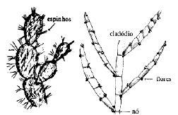 Organologia Vegetal 2) Órgãos da planta Adaptações do caule Proteção (herbivoria)