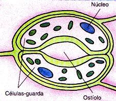 Organologia Vegetal 2) Órgãos da planta Estruturas I)
