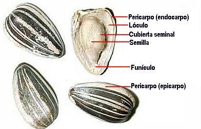 a) Legume ou vagem Mesocarpo pouco desenvolvido, possuem geralmente múltiplas sementes em seu interior.