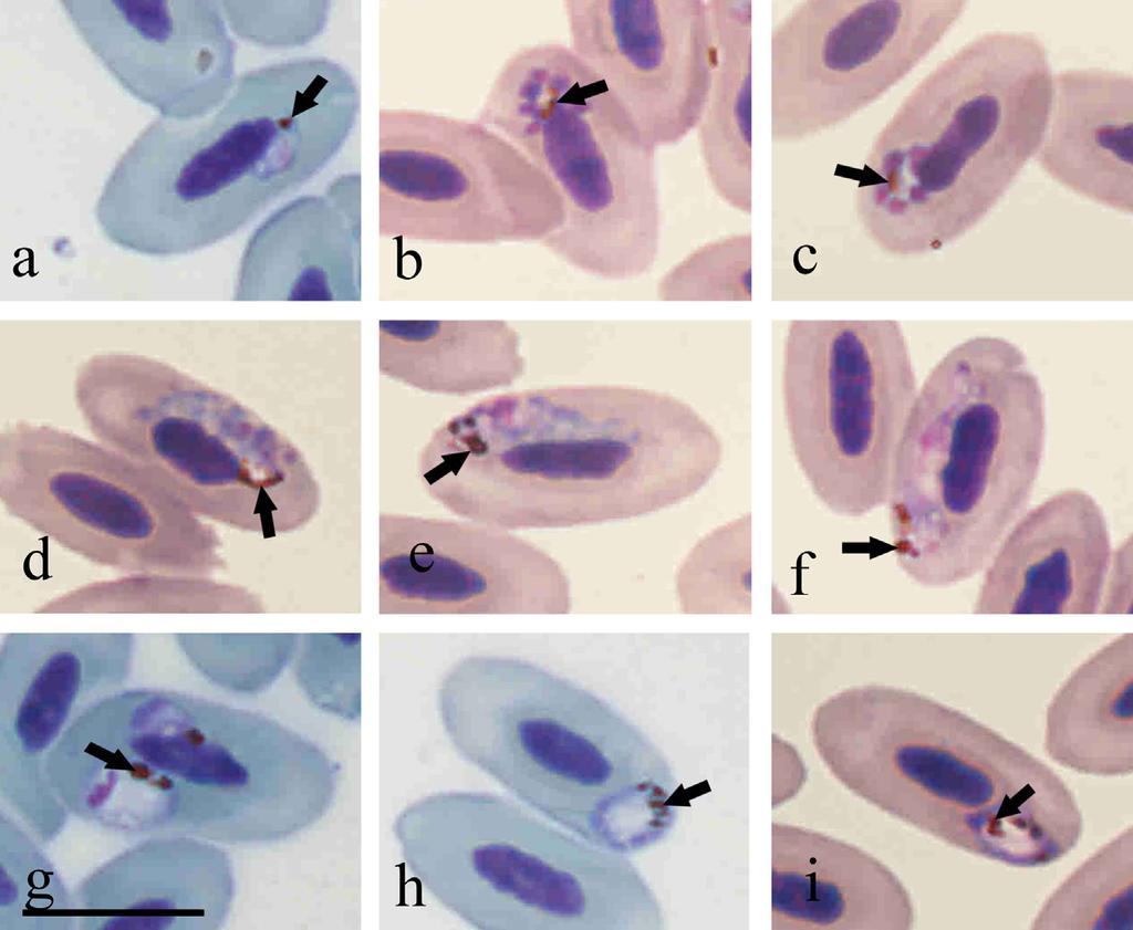 288 C.R.F. Chagas et al. / International Journal for Parasitology: Parasites and Wildlife 2 (2013) 286 291 in birds was inferred using cytb gene sequences.