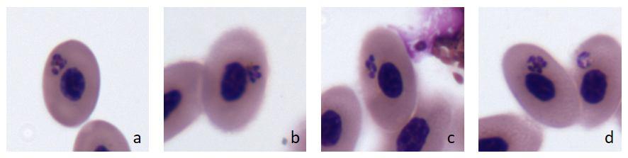 61 A linhagem ARACAJ01, também descrita por este estudo, foi encontrada em um único indivíduo de Aramides cajanea. A amostra apresentou alta parasitemia (2,36%).