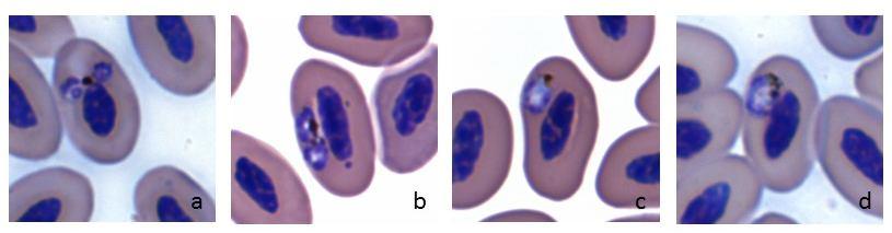 linhagem SALAT01 visualizado em esfregaço sanguíneo obtido de Saltator atricolis. P. (Novyella) sp. (a-e), merontes maduros (a-d) e gametócito jovens (e). P. (Haemamoeba) sp.