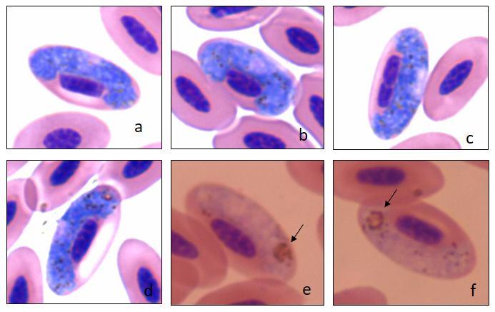 67 4.3.2 Linhagens de Haemoproteus spp. EUDRUB01 foi encontrada em um indivíduo de Eudocimus ruber, em baixa parasitemia (0,01%), e apresentou 99% de similaridade com HALMAL01.