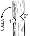 SIM Para limpar ou desbastar um galho ou tronco, começa-se pela parte mais grossa e vai-se avançando em direção à ponta, no sentido de crescimento da árvore.