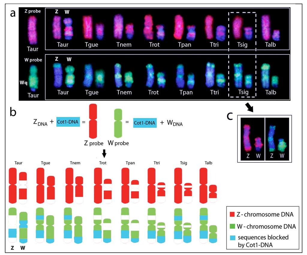 Figure - Hybridization patterns on the sex chromosomes of Triportheus species using Z and W chromosome probes (a).