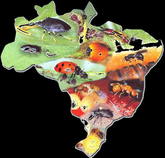 Biodiversidade no Brasil pouco