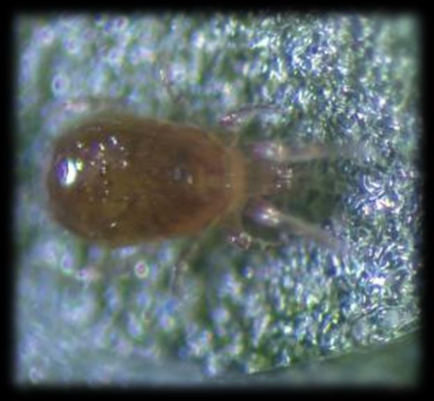 Phytoseiulus macropilis Tetranychus