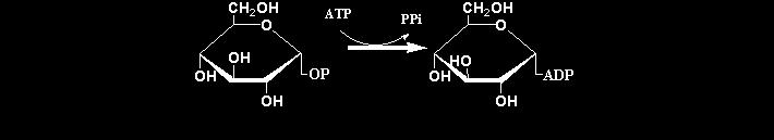 ADP-Glucose Fosforilase (AGP) Tanto a síntese da amilose como da amilopectina iniciam-se com a síntese da ADP-Glucose a partir da
