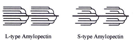 Existe a evidencia que: - as isoformas SSI e SSIIa contribuem especificamente para a síntese de cadeias laterais curtas (A+B1) - a isoforma SSIII