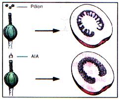 de frutos: diferenciação do ovário após a fecundação.
