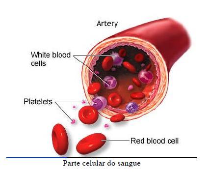 Plaquetas -São elementos muito importantes na Hemostasia.