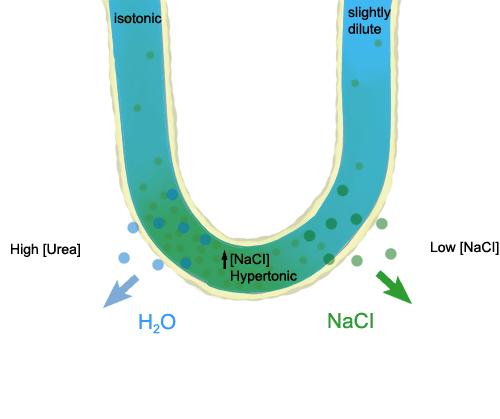 Mecanismos intracelulares de manipulação do filtrado pelos túbulos renais: Alça de Henle e TCDinicial Reabsorção de Água e NaCl na Alça de Henle Reabsorção de 10% do volume filtrado: 10% da água