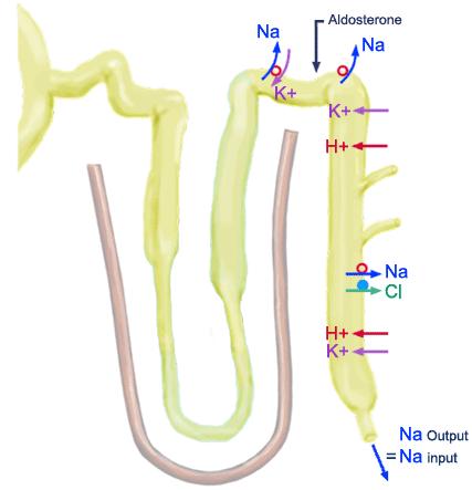 Mecanismos intracelulares de manipulação do filtrado pelos túbulos renais: TÚBULO CONTORCIDO PROXIMAL Reabsorção de Bicarbonato (HCO ) (80%) Participação renal na regulação do equilíbrio ácidobásico