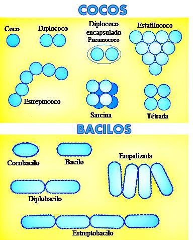 FORMAS