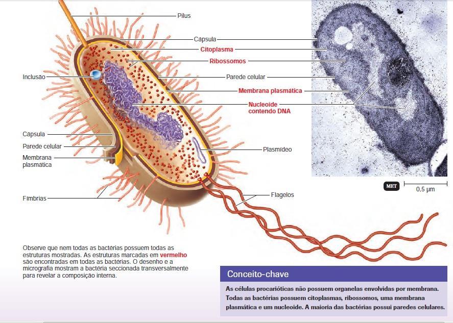 Célula procariótica e