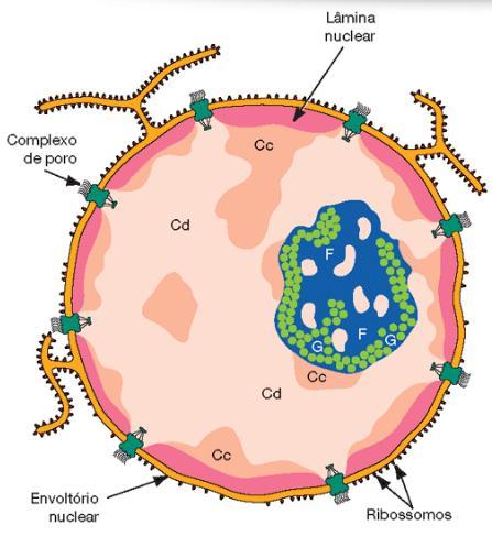 Presença de cromatina associada ao nucléolo.