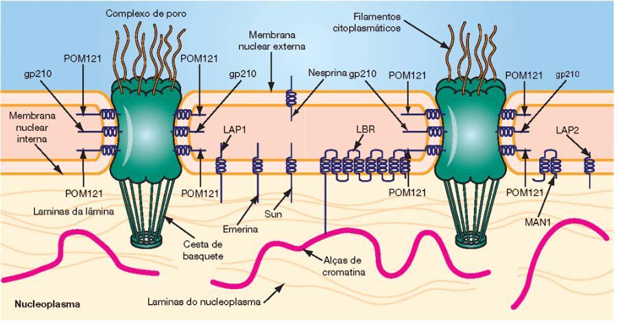 A lamina nuclear é composta por proteínas denominadas laminas, que formam uma rede de 20-50 nm, interrompida na região dos poros.