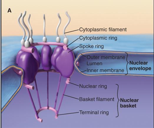 Parede composta por 8 colunas proteicas que atravessam o envoltório nuclear por completo. As colunas proteicas são fixadas ao envoltório por proteínas transmembrana.